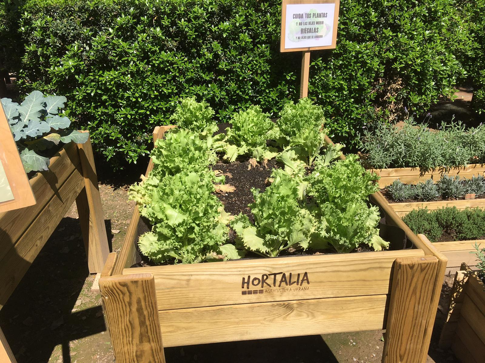 El huerto escolar da sus primeros frutos
